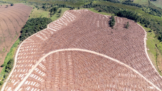 Aerial view of a farm in Brazil with eucalyptus trees cut and stacked for industry