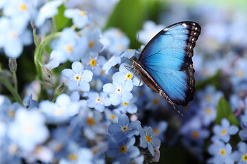 Beautiful butterfly on forget-me-not flower in garden, closeup