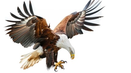 Obraz premium African Fish Eagle on white background 