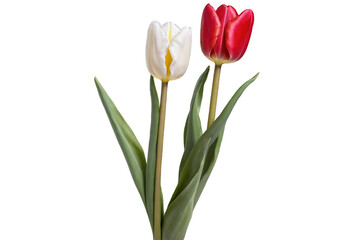 Fototapeta premium A white and a red tulip with green leaves, perfect for a png with a transparent, white background for design use