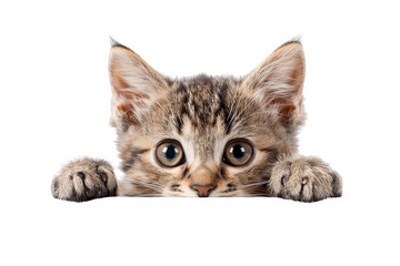 Isolated on white background, a cute kitten peeking from behind a paw, looking shy yet playful, embodying adorable curiosity