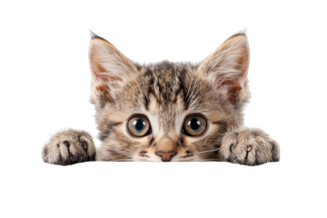 Isolated on white background, a cute kitten peeking from behind a paw, looking shy yet playful, embodying adorable curiosity