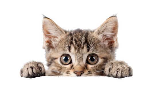 Isolated on white background, a cute kitten peeking from behind a paw, looking shy yet playful, embodying adorable curiosity