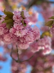 pink cherry blossom
