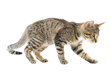 Obraz premium Isolated on white background, a cute cat chasing its tail, caught mid-spin, showcasing a moment of playful antics