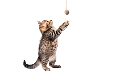 Isolated on white background, a cute cat batting at a dangling toy, its focus intense, ready for a fun-filled play session