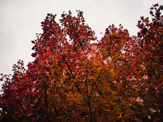 Autumn foliage
