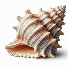 Seashell isolated on a white background