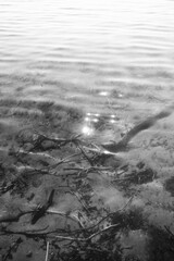 shallow lake water in black and white