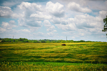 Bison Running on the Prairie Hill at Pioneers Park in Lincoln, Lancaster County, Nebraska, USA