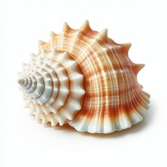 Seashell isolated on a white background