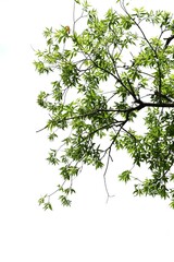 Willow trees. Salicaceae Dioecious deciduous trees. There are about 350 species of willow in the world, and they grow mainly in wetlands such as riverbanks.