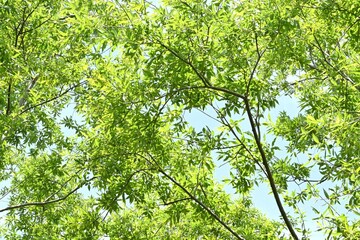 Willow trees. Salicaceae Dioecious deciduous trees. There are about 350 species of willow in the world, and they grow mainly in wetlands such as riverbanks.