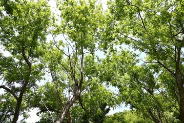 Willow trees. Salicaceae Dioecious deciduous trees. There are about 350 species of willow in the world, and they grow mainly in wetlands such as riverbanks.