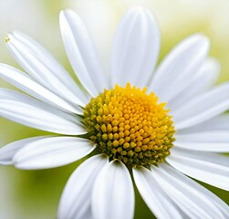 Fototapeta premium daisy close up, white, macro, yellow, flora, plant, spring, summer, garden, beauty, camomile, flowers, petal, chamomile