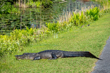 Wild alligators resting in grass with baby alligators near by in Okefenokee Swamp park refuge in Georgia.