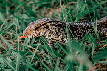 lagarto lengua lagarto reptil