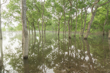新緑の白川湖水没林