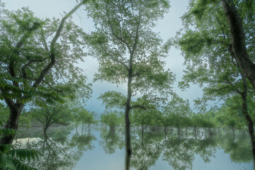 新緑の白川湖水没林