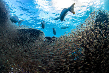 Large school of glassfish swimming in the crystal clear water, Australia