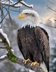 Fototapeta premium a bald eagle with a yellow beak