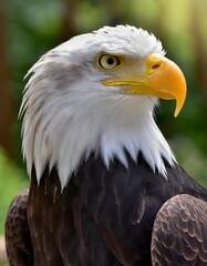 Obraz premium a bald eagle with a yellow beak
