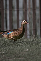 duck in the park