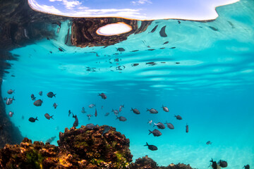 Large school of fish swimming in the crystal clear water, Australia