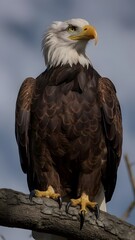 Obraz premium a bald eagle with a yellow beak