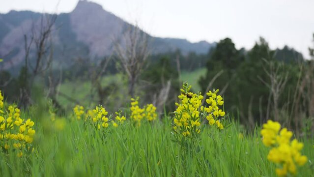 120fps slow motion footage of bee pollinating flowers at mountain base in Boulder, Colorado