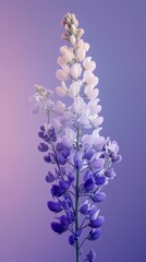 Lupine flowers with gradient background, artistic close-up. Nature and beauty concept