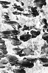 lichen growing on the tree trunk in black and white film negative