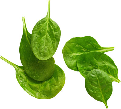 Fresh green baby spinach leaves flat lay isolated on transparent background