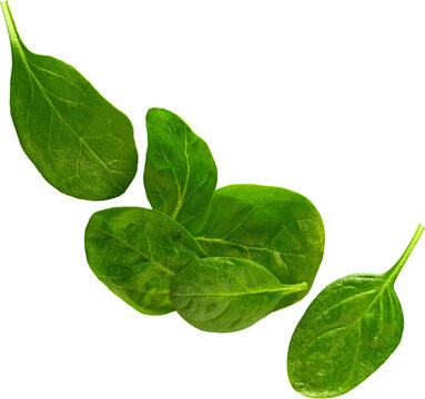 Fresh Green Baby Spinach Leaves Flat Lay Isolated on Transparent Background