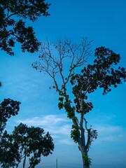 mahagoni trees and blue skies are bright and clean. healing vibes. nature wallpapers. Vertical....