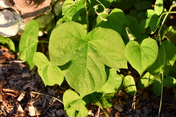 Green Plant Leaf