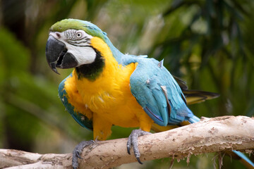 The blue and gold macaws forehead feathers are green. Wing feathers are blue with green tips; underwing coverts and breast are yellow-orange.