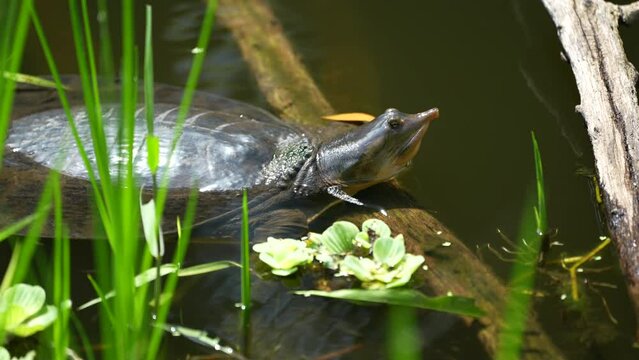 Florida Softshell Turtle in swamp