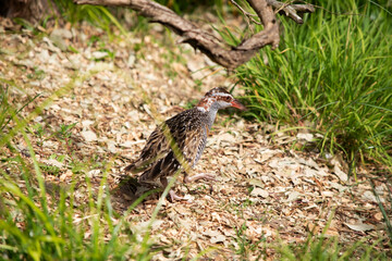 The Buff-banded Rail has a distinctive grey eyebrow and an orange-brown band on its streaked breast.