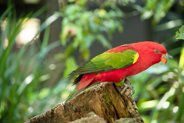 The chattering lory has a red body and a yellow patch on the mantle. The wings and thigh regions are green and the wing coverts are yellow. The tail is green with a blue tip.