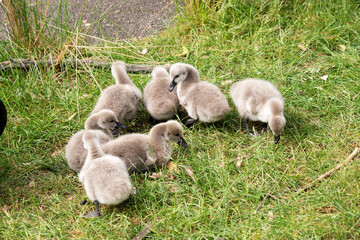 Cygnets are grey when they hatch with black beaks and gradually turn black over the first six months at which time they learn to fly.