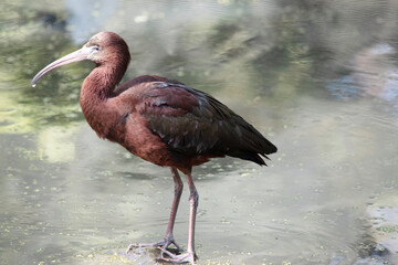 The glossy ibis neck is reddish-brown and the body is a bronze-brown with a metallic iridescent...