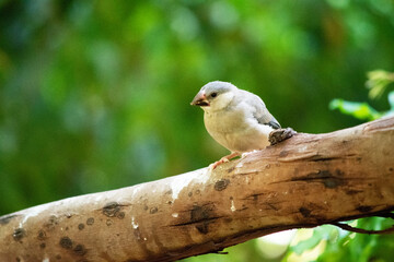 the young Java sparrow still has a grey beak, when in matures the beak will be red