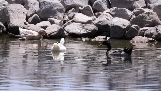 Two white ducks in a bug filled pond watch a mallard invade their space - slow motion