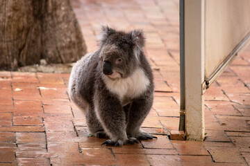 the Koala has a large round head, big furry ears and big black nose. Their fur is usually grey-brown in color with white fur on the chest, inner arms, ears and bottom.