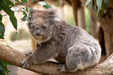 the Koala has a large round head, big furry ears and big black nose. Their fur is usually grey-brown in color with white fur on the chest, inner arms, ears and bottom.