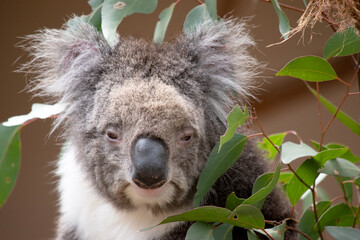 the Koala has a large round head, big furry ears and big black nose. Their fur is usually grey-brown in color with white fur on the chest, inner arms, ears and bottom.
