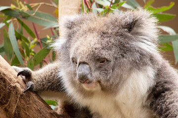 the Koala has a large round head, big furry ears and big black nose. Their fur is usually grey-brown in color with white fur on the chest, inner arms, ears and bottom.