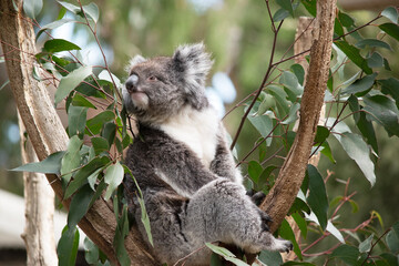 the Koala has a large round head, big furry ears and big black nose. Their fur is usually grey-brown in color with white fur on the chest, inner arms, ears and bottom.