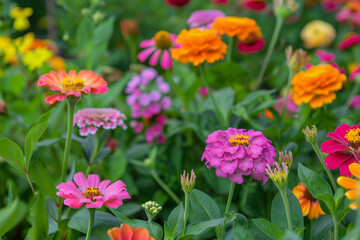 Fototapeta premium Red and yellow flowers create a vibrant tapestry of color, radiating warmth and vitality against a backdrop of lush greenery, evoking feelings of joy and summer bliss. Explore the harmonious blend..
